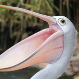 Ein Pelikan mit weit geöffnetem Schnabel