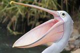 Ein Pelikan mit weit geöffnetem Schnabel
