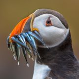 Ein Papageitaucher mit Fischen im Schnabel