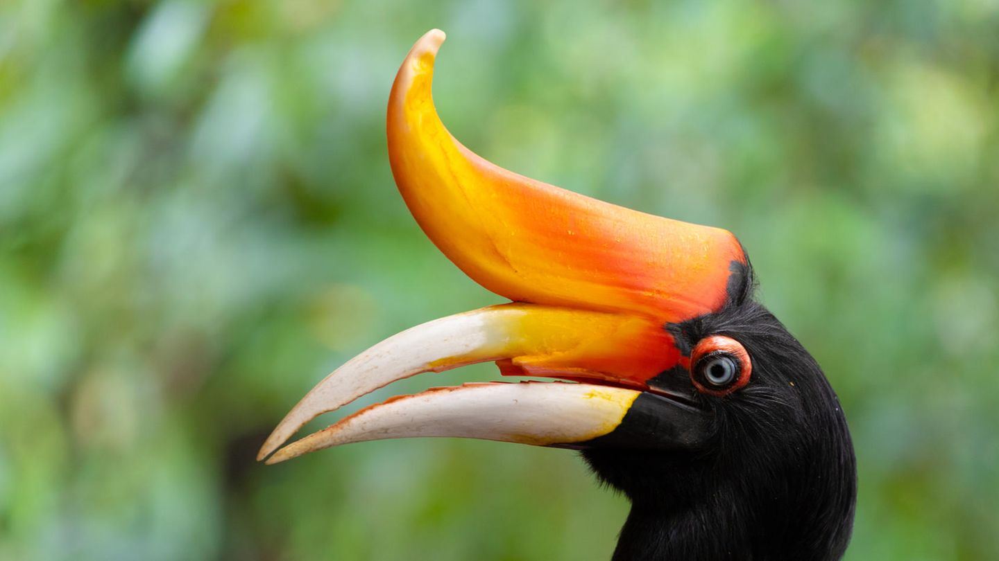 Ein Rhinozerosvogel mit einem Horn am Schnabel