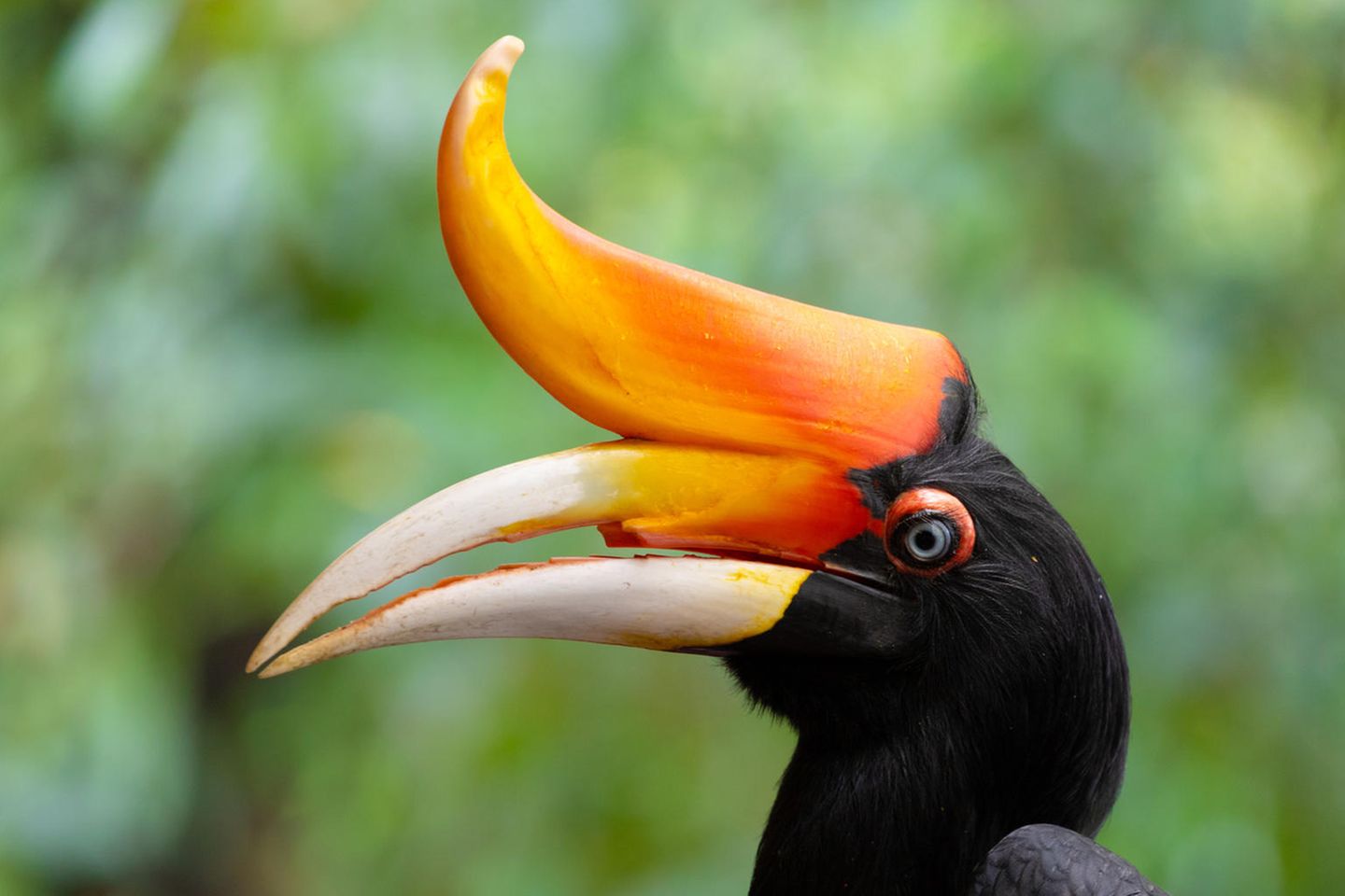 Ein Rhinozerosvogel mit einem Horn am Schnabel