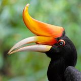 Ein Rhinozerosvogel mit einem Horn am Schnabel