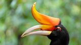 Ein Rhinozerosvogel mit einem Horn am Schnabel
