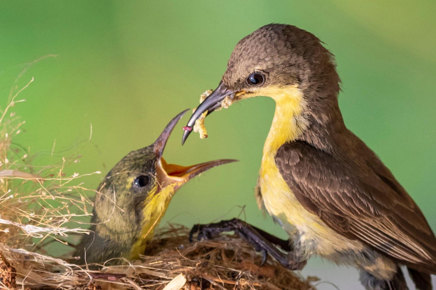 Ein Nektarvogel füttert sein Junges