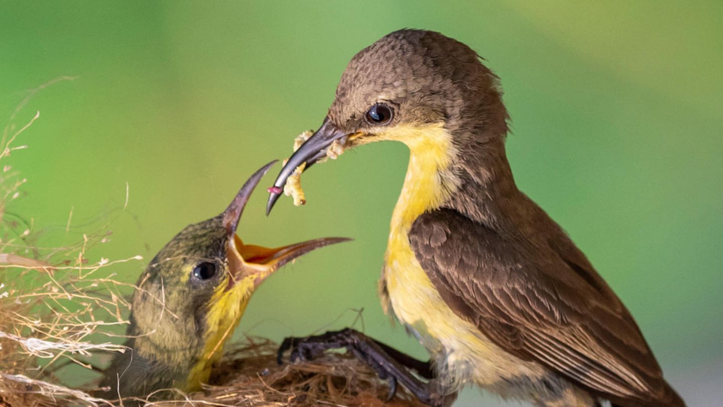 Ein Nektarvogel füttert sein Junges