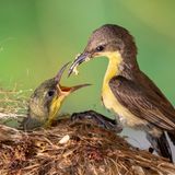 Ein Nektarvogel füttert sein Junges
