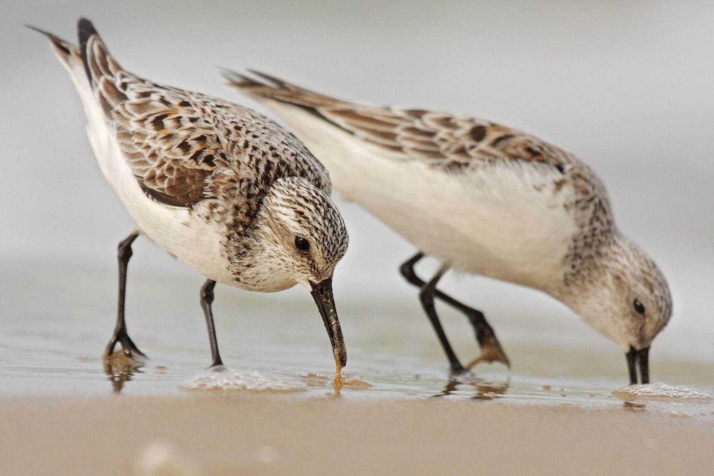 Zwei Watvögel picken im Sand
