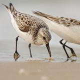 Zwei Watvögel picken im Sand