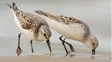 Zwei Watvögel picken im Sand