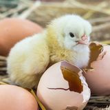 Ein frisch geschlüpftes Küken