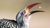 Ein Nashornvogel fängt Beute
