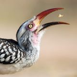 Ein Nashornvogel fängt Beute