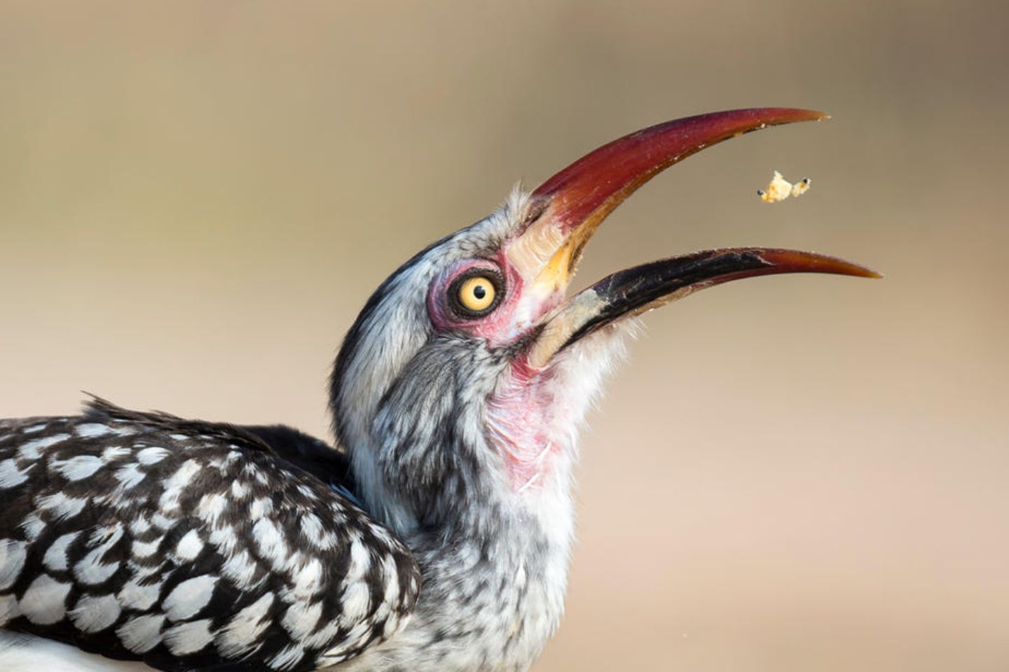 Ein Nashornvogel fängt Beute