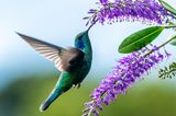 Ein Kolibri schlürft Nektar von einer Blüte
