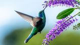 Ein Kolibri schlürft Nektar von einer Blüte