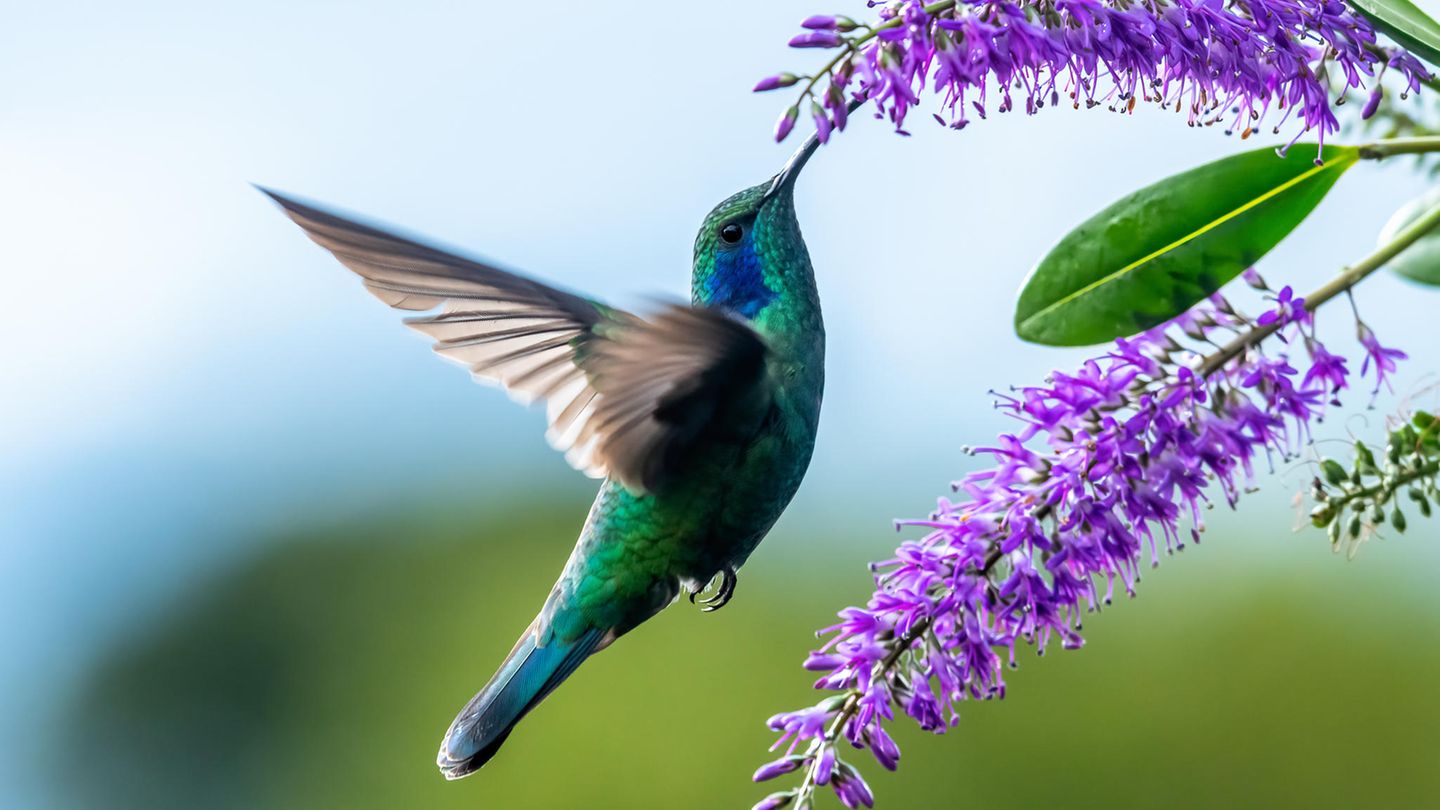 Ein Kolibri schlürft Nektar von einer Blüte