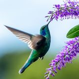 Ein Kolibri schlürft Nektar von einer Blüte