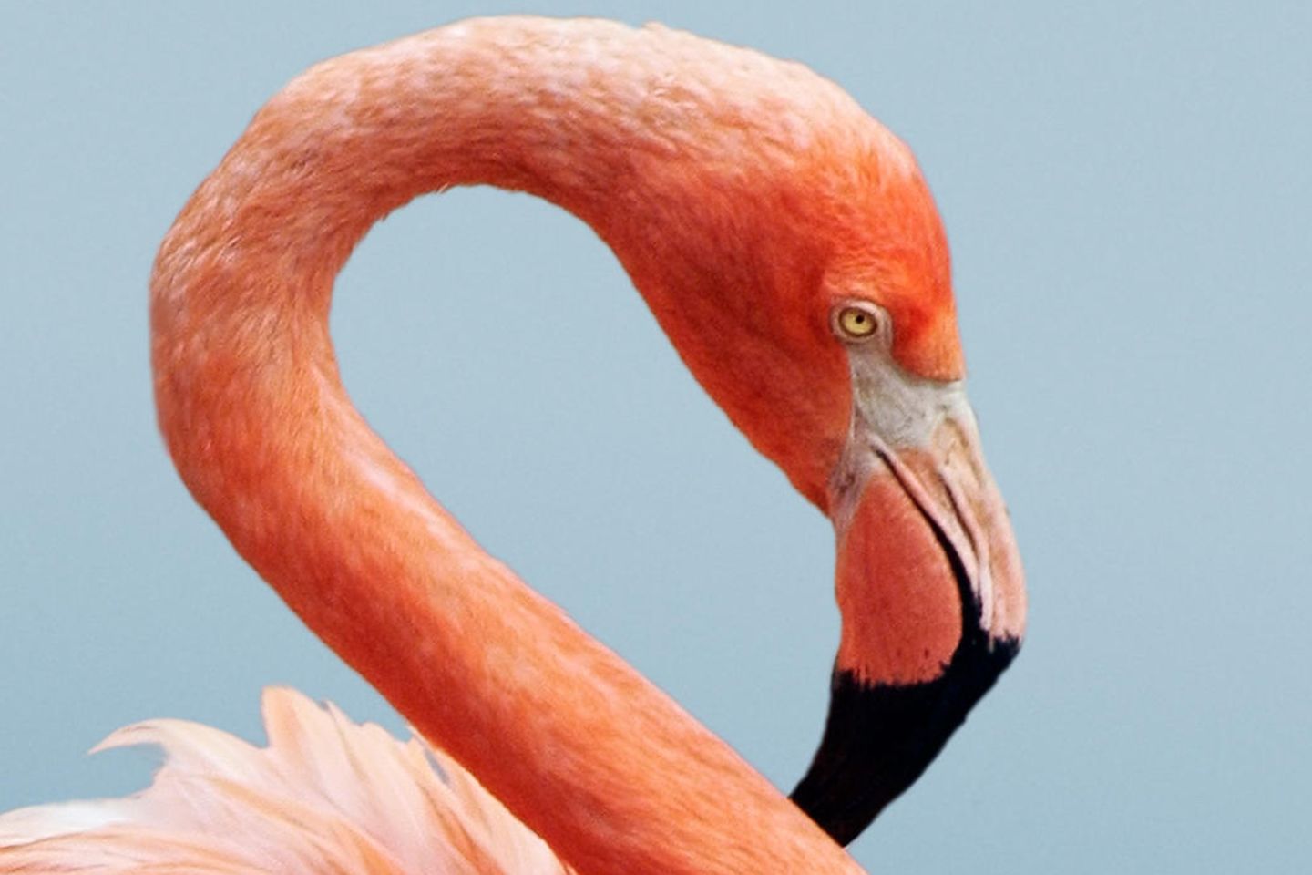 Ein rosafarbener Flamingo mit gebogenem Hals