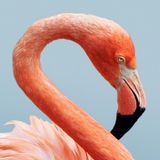 Ein rosafarbener Flamingo mit gebogenem Hals