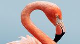 Ein rosafarbener Flamingo mit gebogenem Hals