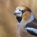 Kernbeißer mit klobigem Schnabel