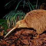 Nachtaufnahme eines Kiwi