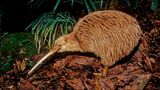 Nachtaufnahme eines Kiwi