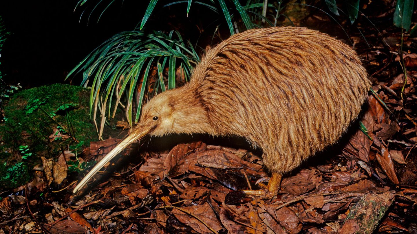 Nachtaufnahme eines Kiwi
