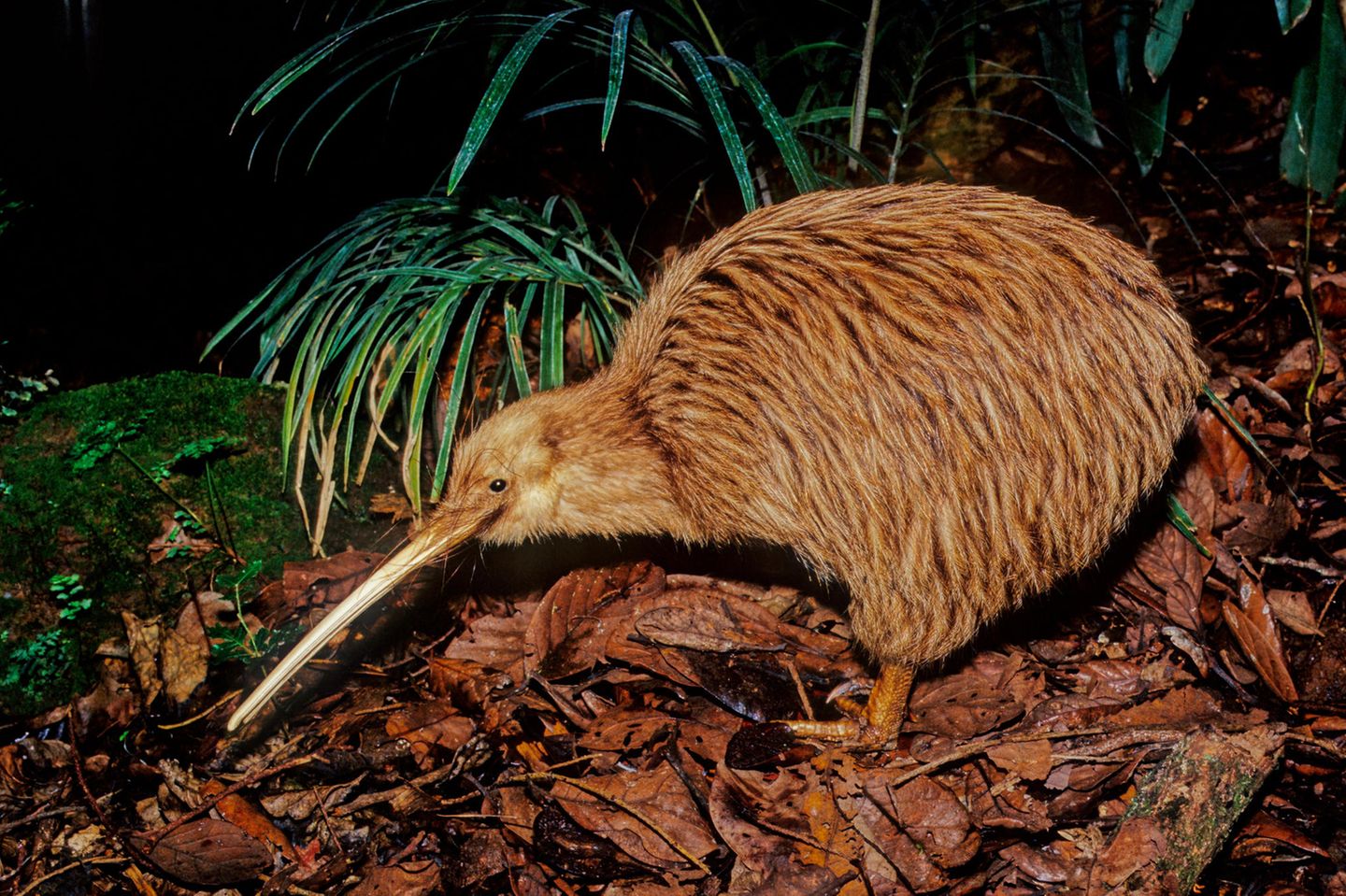 Nachtaufnahme eines Kiwi