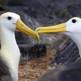 Zwei Albatrosse schnäbeln