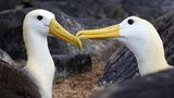 Zwei Albatrosse schnäbeln