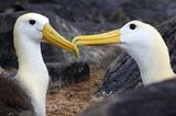 Zwei Albatrosse schnäbeln