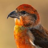 Ein Fichtenkreuzschnabel im Portät