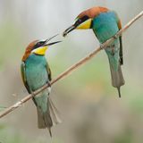 Ein Bienenfresser überreicht einem anderen ein Insekt