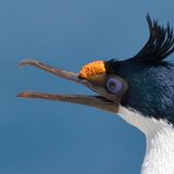 Eine Blauaugenscharbe reißt den Schnabel auf