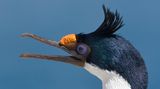 Eine Blauaugenscharbe reißt den Schnabel auf