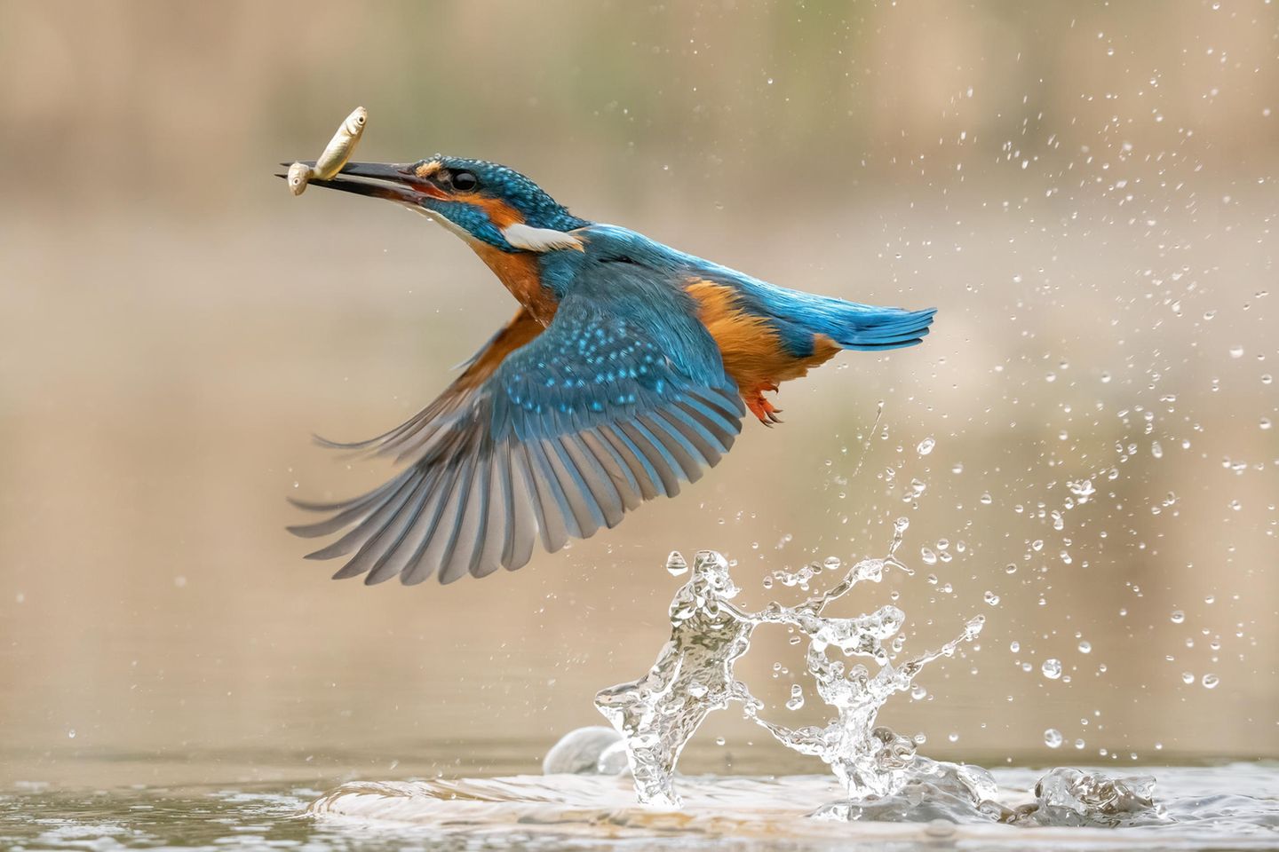 Eisvogel hat einen Fisch gefangen