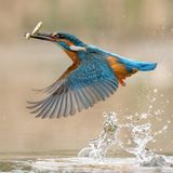 Eisvogel hat einen Fisch gefangen