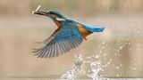 Eisvogel hat einen Fisch gefangen