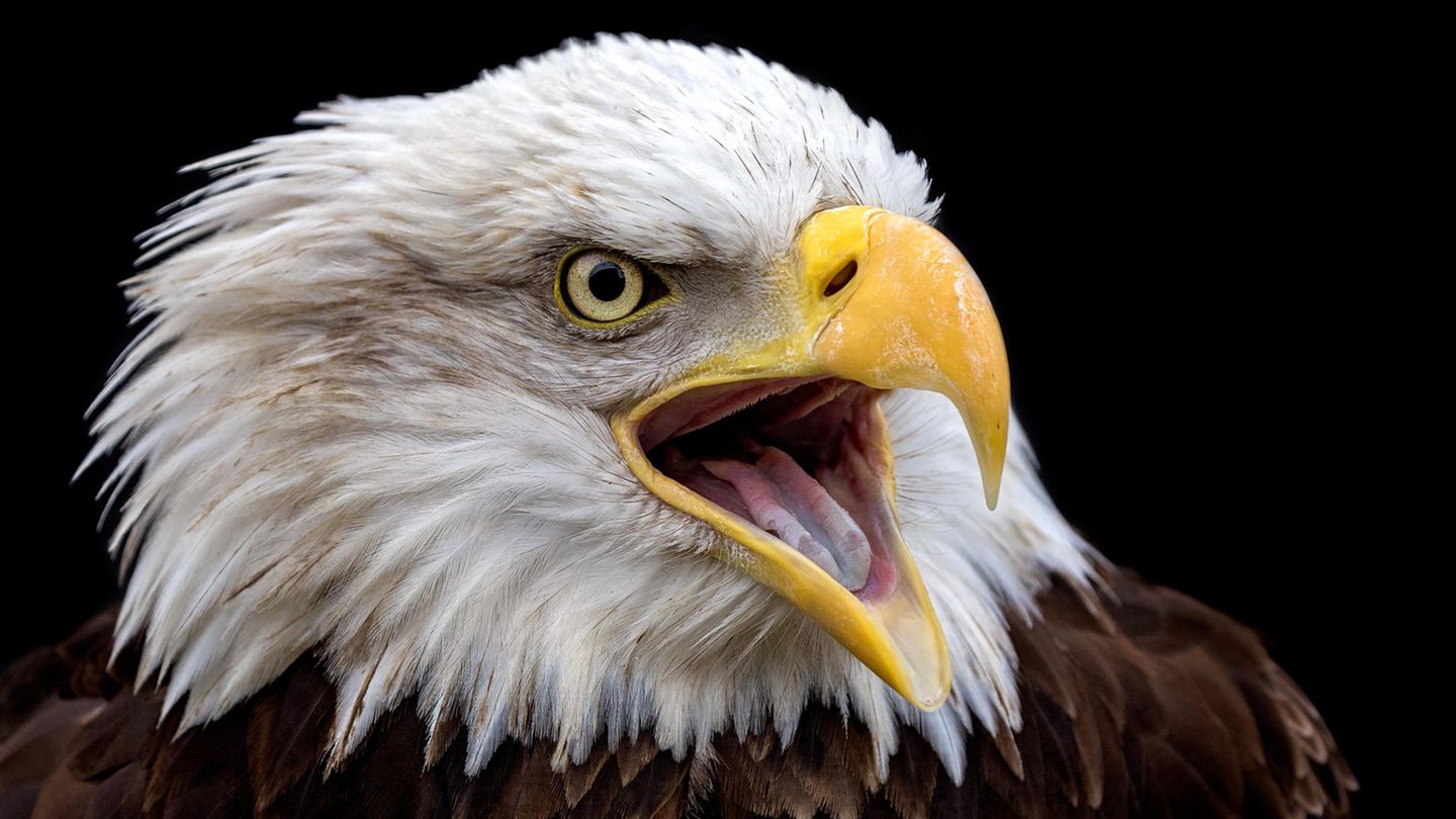 Ein Adler reißt den Schnabel auf