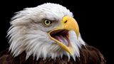 Ein Adler reißt den Schnabel auf