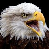 Ein Adler reißt den Schnabel auf