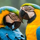 Zwei Aras mit gelb-blauem Gefieder