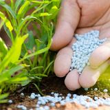 Chemischer Dünger wird im Garten ausgebracht