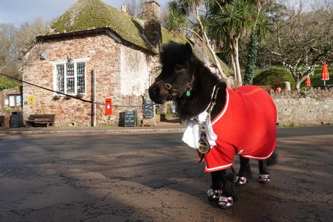 Shetland-Pony als Bürgermeister
