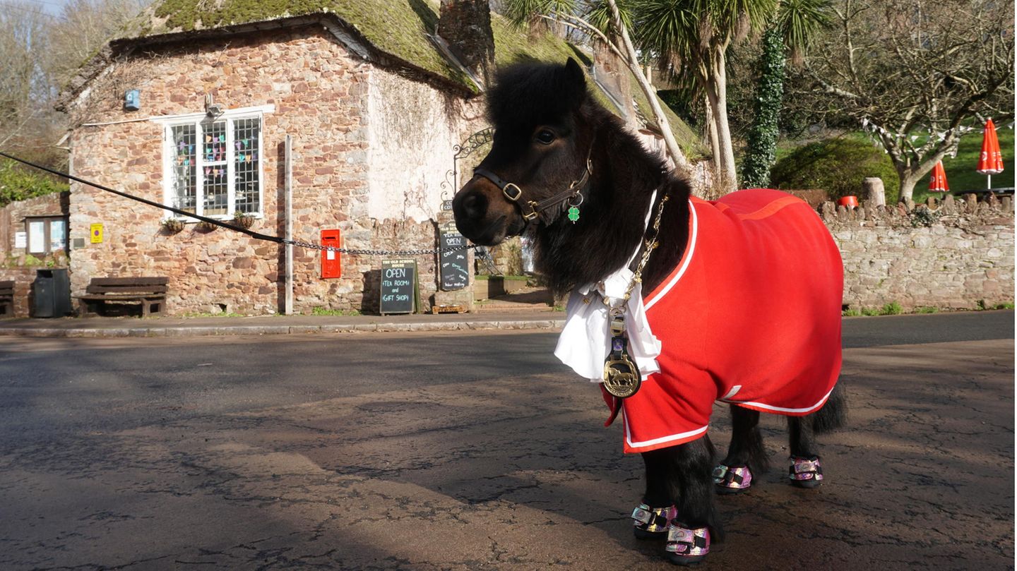 Shetland-Pony als Bürgermeister