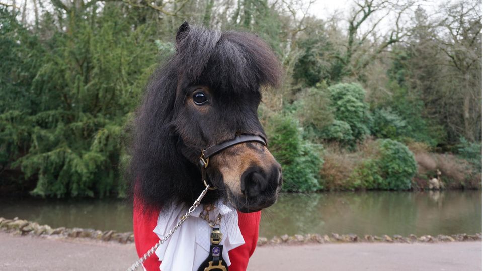 Cockington : Shetland-Pony Patrick steht an der Spitze des englischen Dorfs Cockington Shetland-Pony Patrick steht an der Spitze des englischen Dorfs Cockington