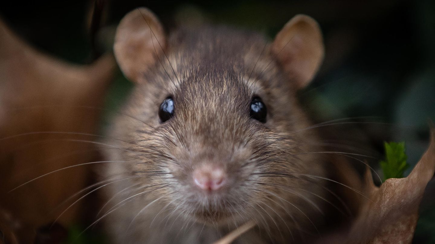 Ratten waren wohl zu langsam, um die rapide Ausbreitung der Pest im Mittelalter zu erklären