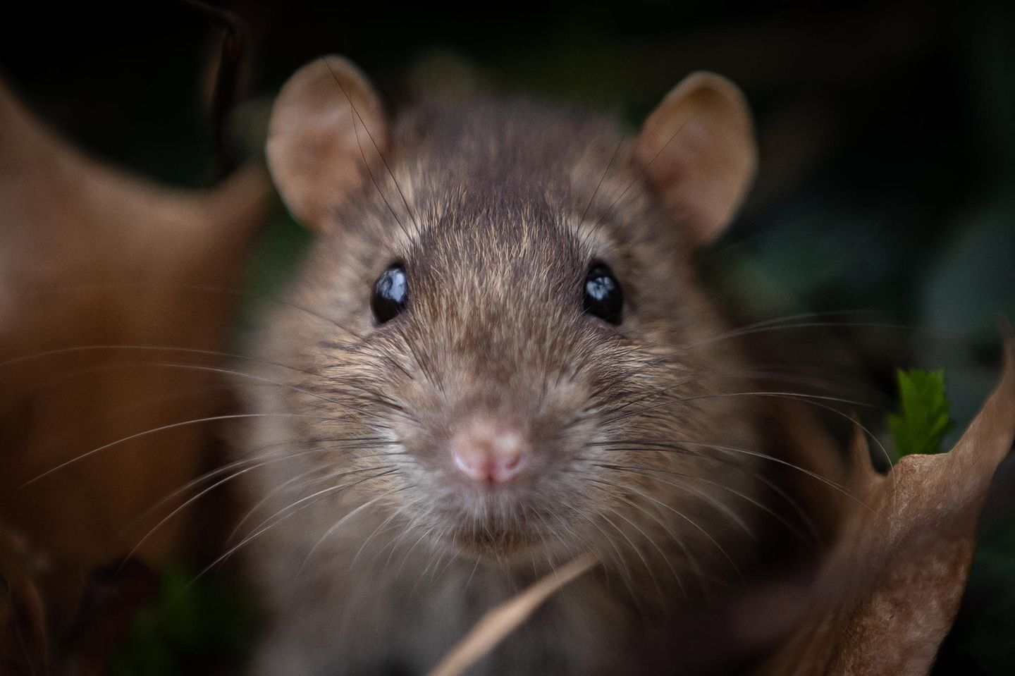 Ratten waren wohl zu langsam, um die rapide Ausbreitung der Pest im Mittelalter zu erklären