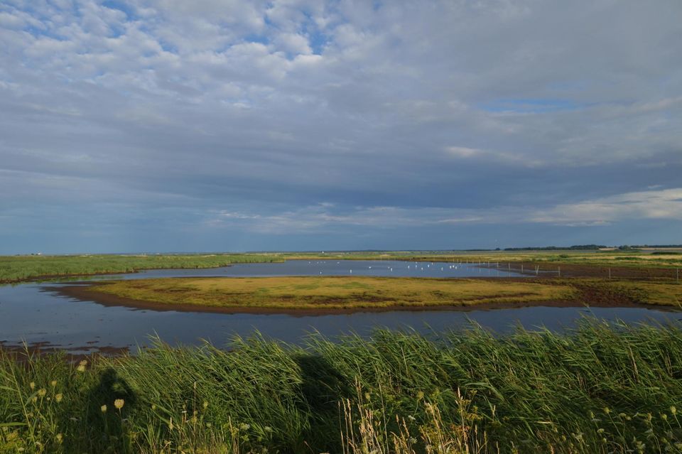 Die Karrendorfer Wiesen in der Nähe von Greifswald